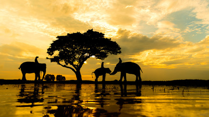 Fototapeta na wymiar Silhouette Group of Elephant and Man Reflection on Water.