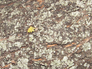 lichen on rock