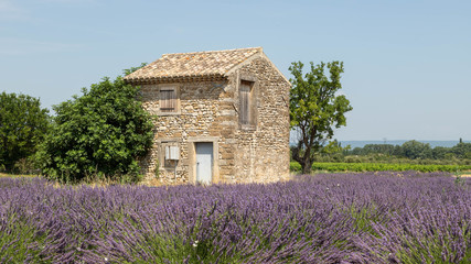 Fototapeta na wymiar Small cottage in the middle of a lavender field in Provence