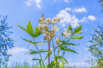 Medicinal plant Meadowsweet (lat. Filipendula ulmaria)