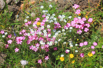 composition of flowers in the meadow in mountain