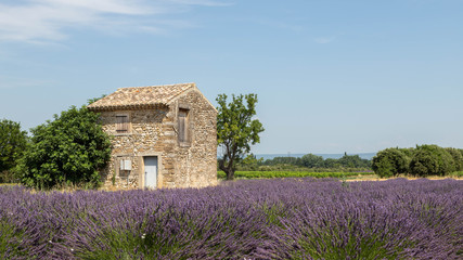 Naklejka na ściany i meble Small cottage in the middle of a lavender field in Provence