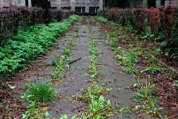 Fototapeta na wymiar Abandoned path in the suburbs of Krakow