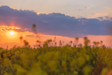 菜の花と夕景
