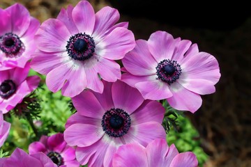Fototapeta premium BRIGHT PINK ANEMONE POPPY FLOWERS