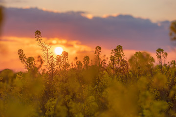菜の花と夕景