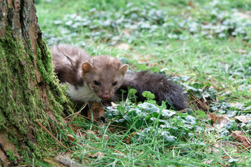 jardin animaux furet 