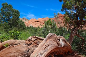 Desert Tree in the Rocky Mountains