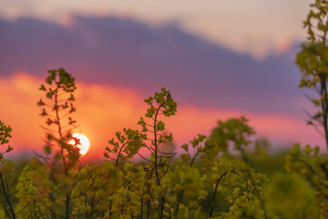 菜の花と夕景
