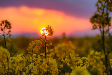 菜の花と夕景
