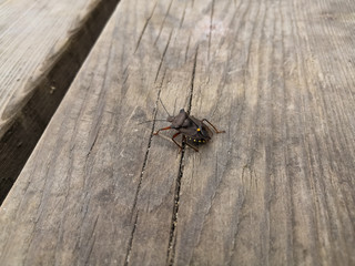 Pentatoma rufipes on a wooden board