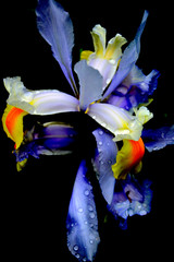 Fiore viola