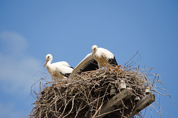 Family of storks in the nest.