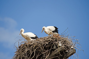 Family of storks in the nest.