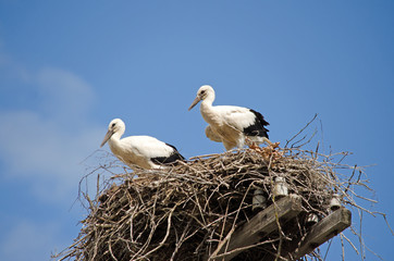 Family of storks in the nest.