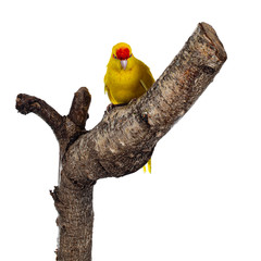 Red crowned yellow Kakariki bird, sitting facing front on part of tree. Showing both eyes to camera. Isolated on white background.