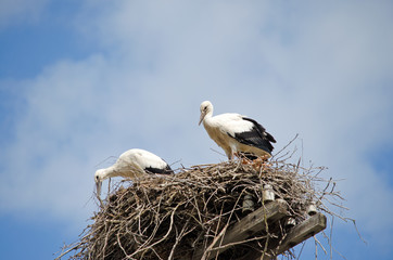 Family of storks in the nest.