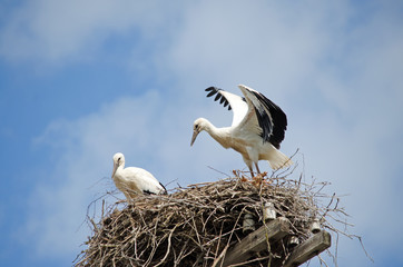 Family of storks in the nest.