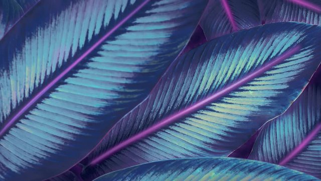 Futuristic neon jungle switching on and and off, glitching while switching on. Avatar like neon jungle. Neon lights 80's like