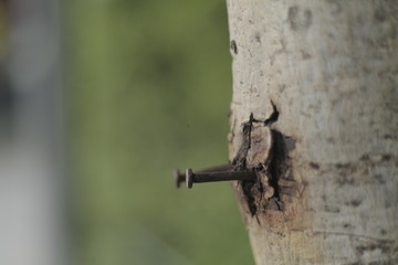 Old nails on forgotten trees
