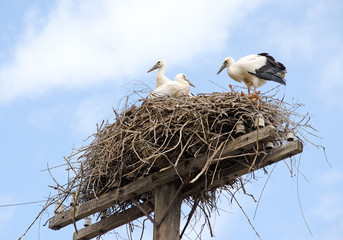 Family of storks in the nest.