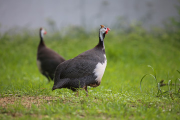 The big guinea fowl is standing in grasslands, orange comb,white face, black violet neck and small white spots on black body. 
