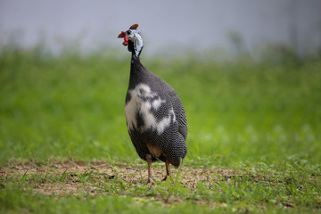 The big guinea fowl is standing in grasslands, orange comb,white face, black violet neck and small white spots on black body. 