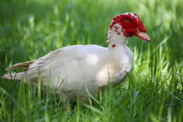 The white Muscovy duck is walking in the grassland alone. 