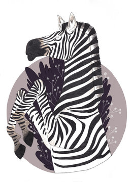 Zebra
