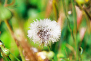 Fototapeta premium autumn summer flowers dandelions on a green nature background
