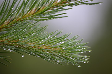 Fototapeta na wymiar Morning dew drops on the pine needles.