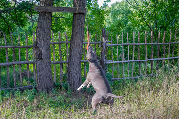 Staffordshire Terrier dogs are trained and walk