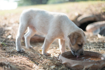 Stray dogs eating food in plastic trays placed on grass.