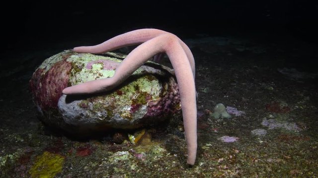 Common sea star, Asterias rubens standing up in tropical Andaman sea during sunset dive 
