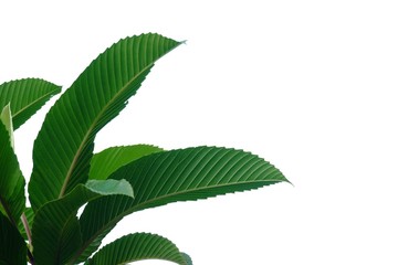 Elephant apple tree leaves on white isolated background for green foliage backdrop 