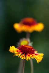 Red and yellow gaillardia flowers bloom in a green meadow.