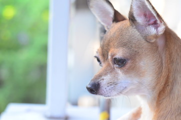 Chihuahua dog face close up. Cute puppy seriously look on the street from window