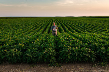 Senior farmer standing in soybean field examining crop at sunset.