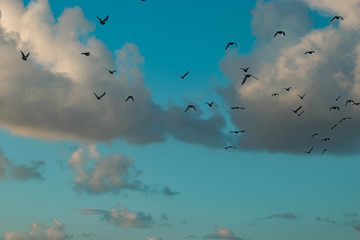 birds