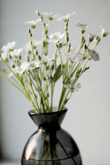 White Flowers In Vase