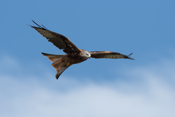 Obraz premium milan royal haute corse