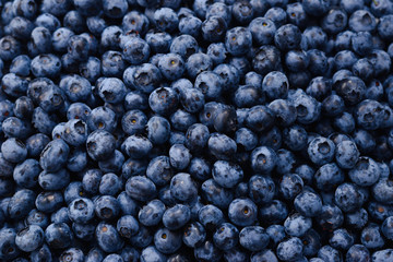 Fresh blueberry background. Texture blueberry berries close up.