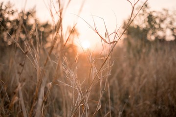 Beautiful floral spring abstract background of nature. Branches of blossoming macro with soft focus on gentle light blur bokeh background. at sunset