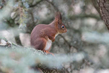 Fototapeta premium ecureuil roux