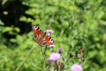 Beautiful butterfly drinks nectar from a flower