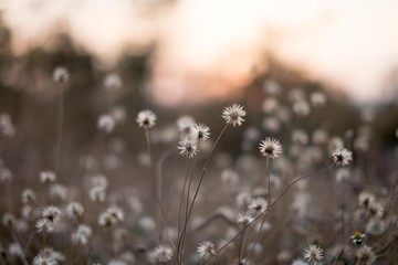 Background with weeds and magic of light at twilight in the autumn. Sunset.