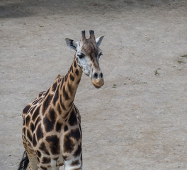 Close up portrait of Giraffa camelopardalis camelopardalis Linnaeus, frontal view, dirt background