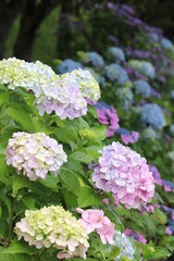 紫陽花の咲く頃