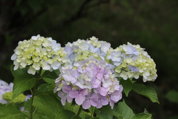 紫陽花の咲く頃