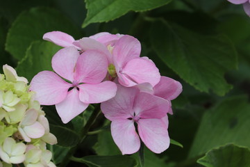 紫陽花の咲く頃